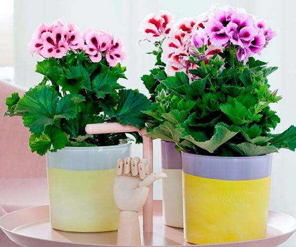 Лучшие комнатные растения очищающие воздух