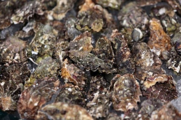 Севастопольские устрицы – подарок Черного моря любителям морепродуктов