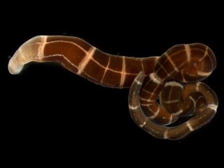 Морские черви четырежды приобретали способность отращивать утраченную голову