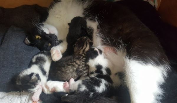 Бродячая кошка залезла рожать в дом и хозяин оставил себе и мать и ее котят