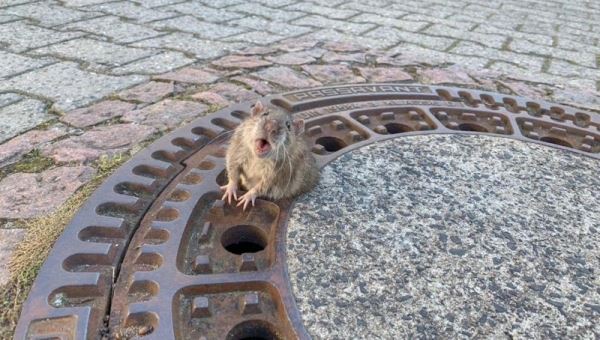 В Германии спасли застрявшую в канализационном люке толстую крысу