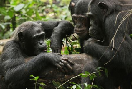 Культура шимпанзе деградировала из-за людей