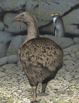 Родственники древней новозеландской птицы нашлись в Африке