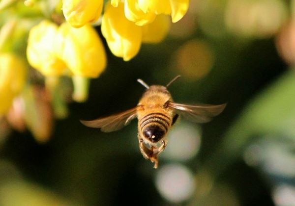 В Приморье создали новую морозостойкую и продуктивную породу пчел - «Дальневосточная»