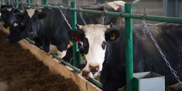 В 2019 году в Ивановской области откроются новые молочные фермы