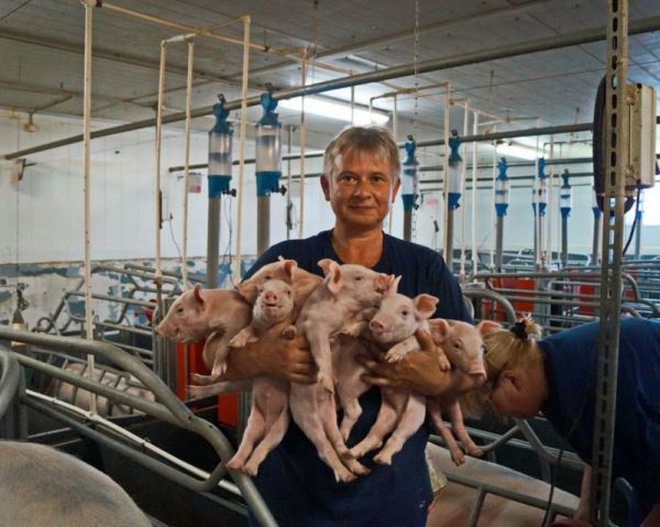 Рязанская область динамично развивает свиноводство - 244,9 тысячи голов свиней на сегодняшний день!