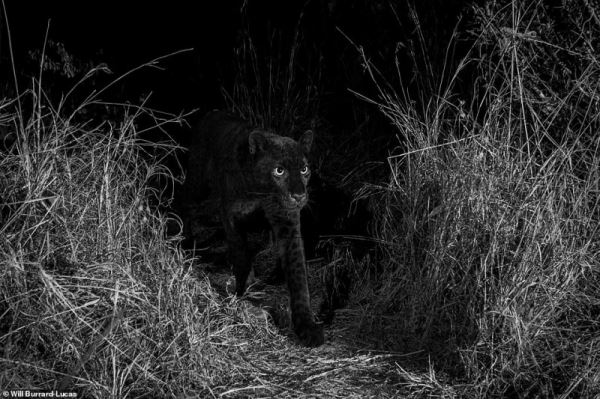 В Африке впервые за 100 лет засняли ультра-редкого черного леопарда