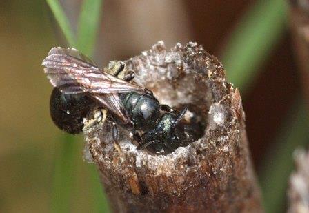 Ученые обнаружили у пчел социальную моногамию