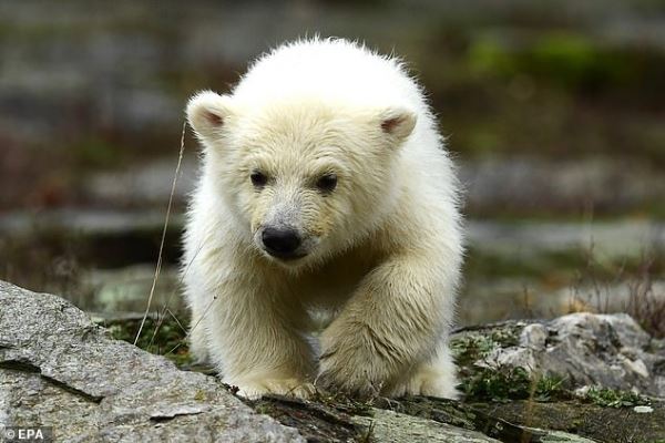 Первые уроки плавания белого медвежонка из берлинского зоопарка