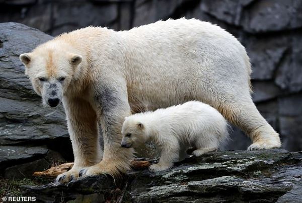 Первые уроки плавания белого медвежонка из берлинского зоопарка