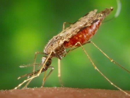 Тесты по созданию генно-модифицированных комаров, не переносящих вирусы и инфекции, вступили в новую фазу