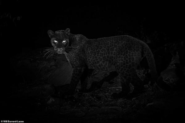 В Африке впервые за 100 лет засняли ультра-редкого черного леопарда