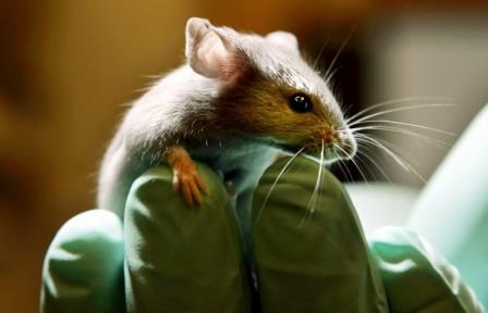 Наночастицы позволили мышам видеть в инфракрасном диапазоне